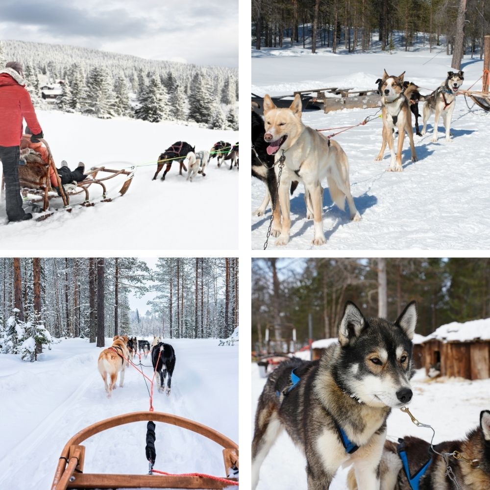 dogsledding in norway